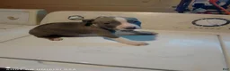 American Pit Bull Terrier dogs for sale: American Pit Bull Terrier 5 - Ad 1
