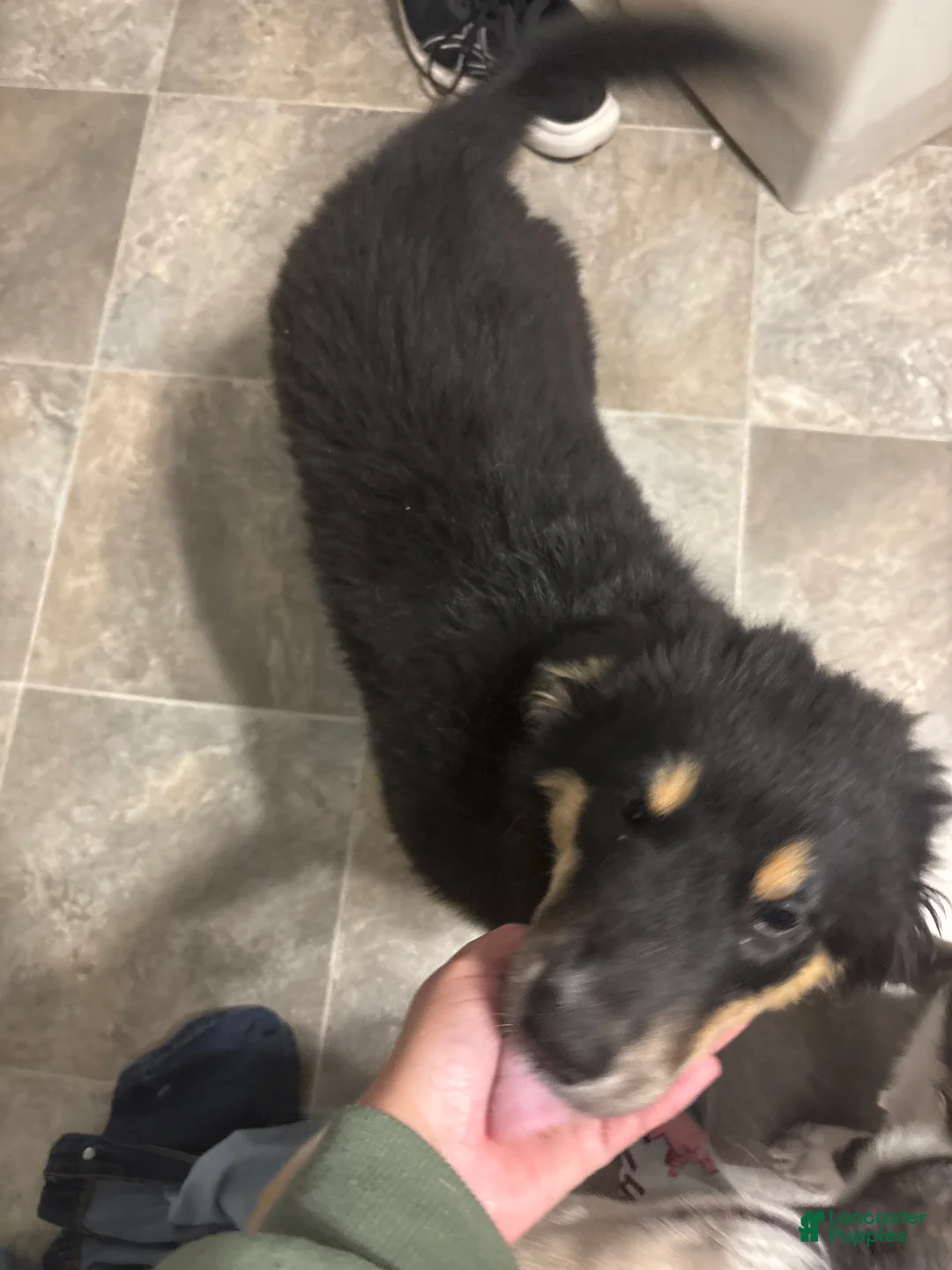 Mixed Breed dogs for sale: Kali - Ad 2