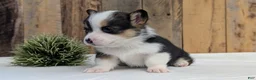 Welsh Corgi Pembroke dogs for sale: Felicity  - Ad 10