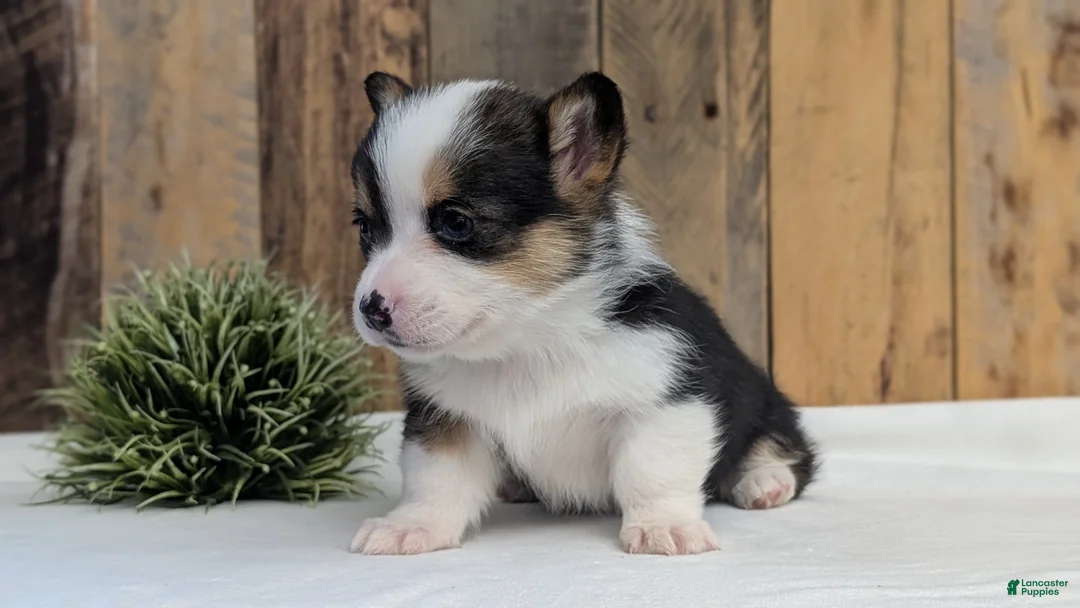 Welsh Corgi Pembroke dogs for sale: Felicity  - Ad 10