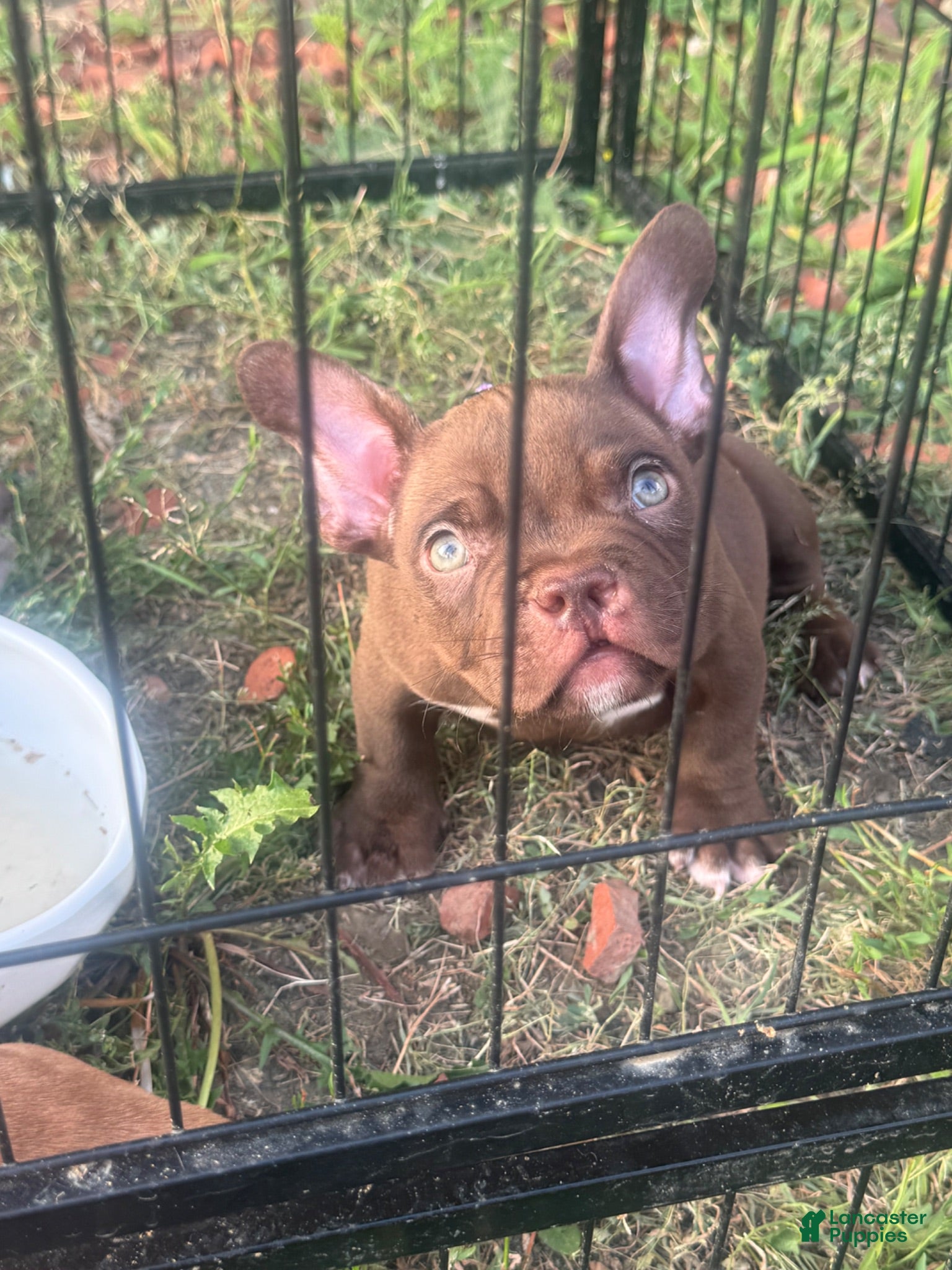American Bully dogs Royalty - Ad 2