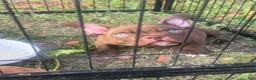 American Bully dogs for sale: Royalty - Ad 2