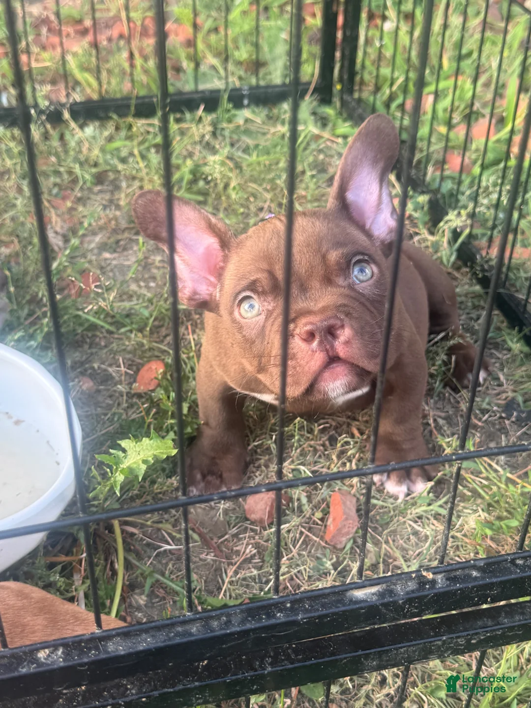 American Bully dogs for sale: Royalty - Ad 2