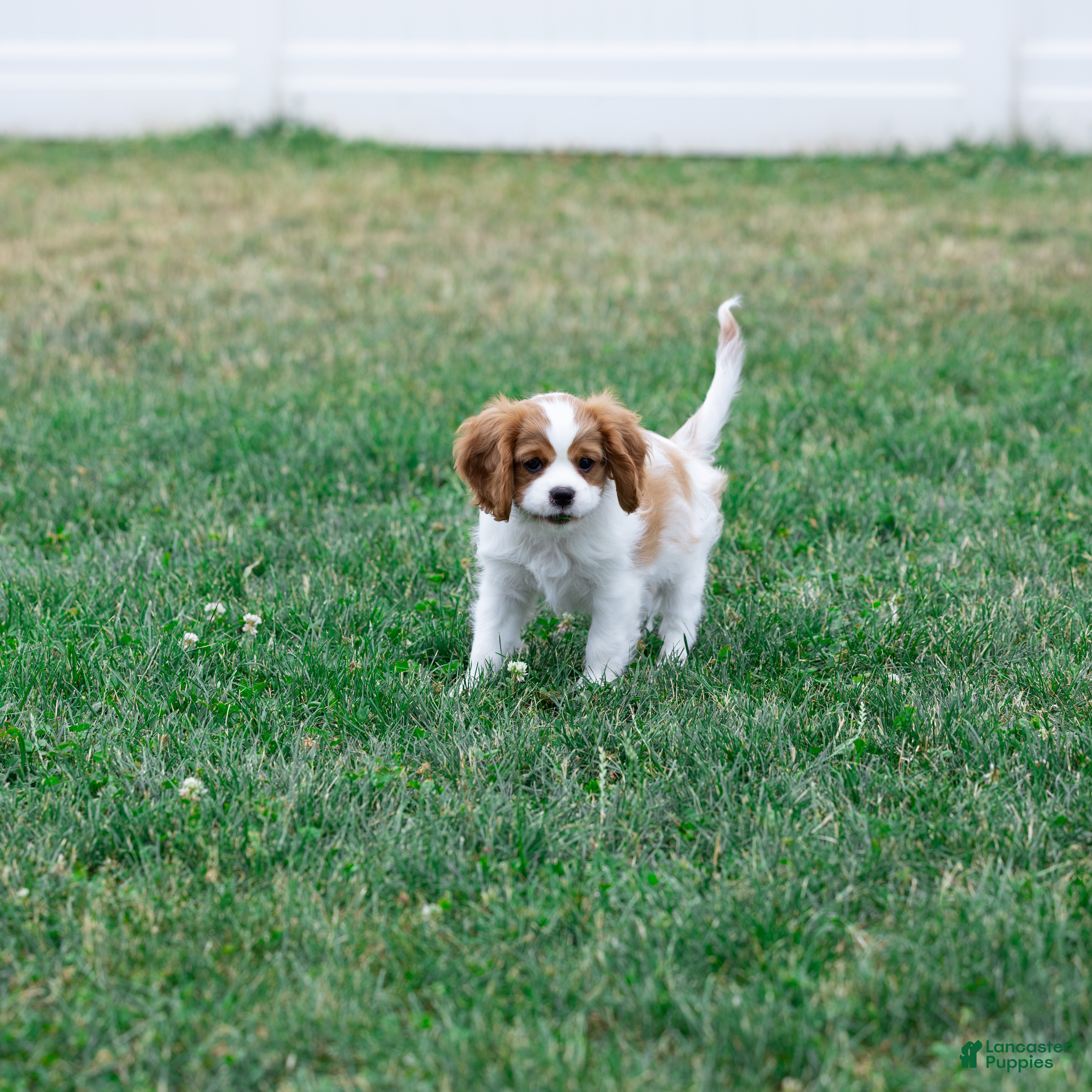 Cavalier King Charles Spaniel dogs Ralph - Ad 2