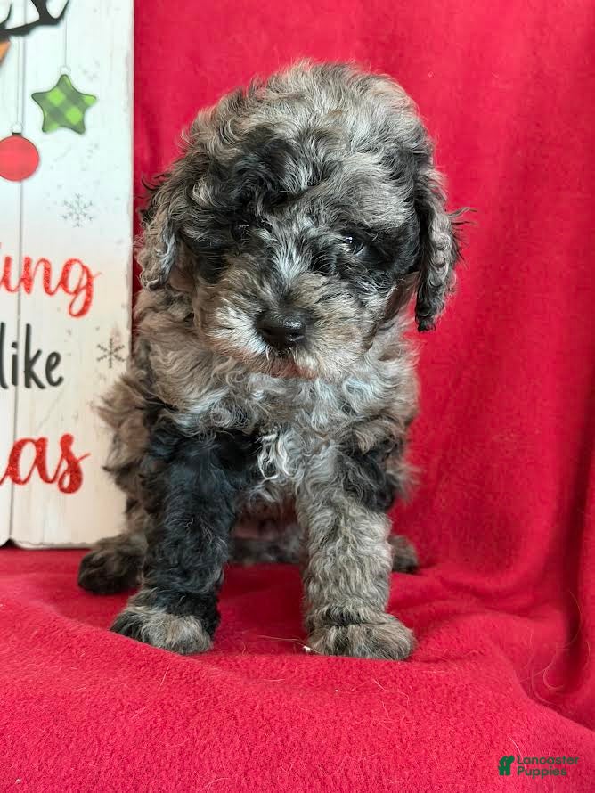 Miniature Poodle dogs Julia - Ad 24
