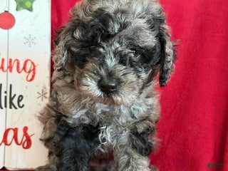 Miniature Poodle dogs Julia - Ad 24