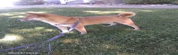 Shiba Inu dogs for sale: Jessica - Ad 3