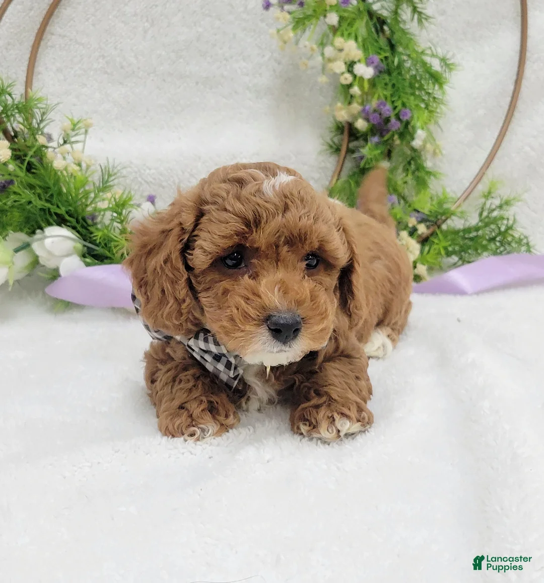 Maltipoo dogs for sale: Bentley  - Ad 13