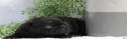 French Bulldog dogs for sale: Davina - Ad 5