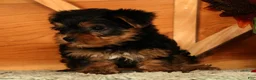 Yorkshire Terrier dogs for sale: Wesley - Ad 9