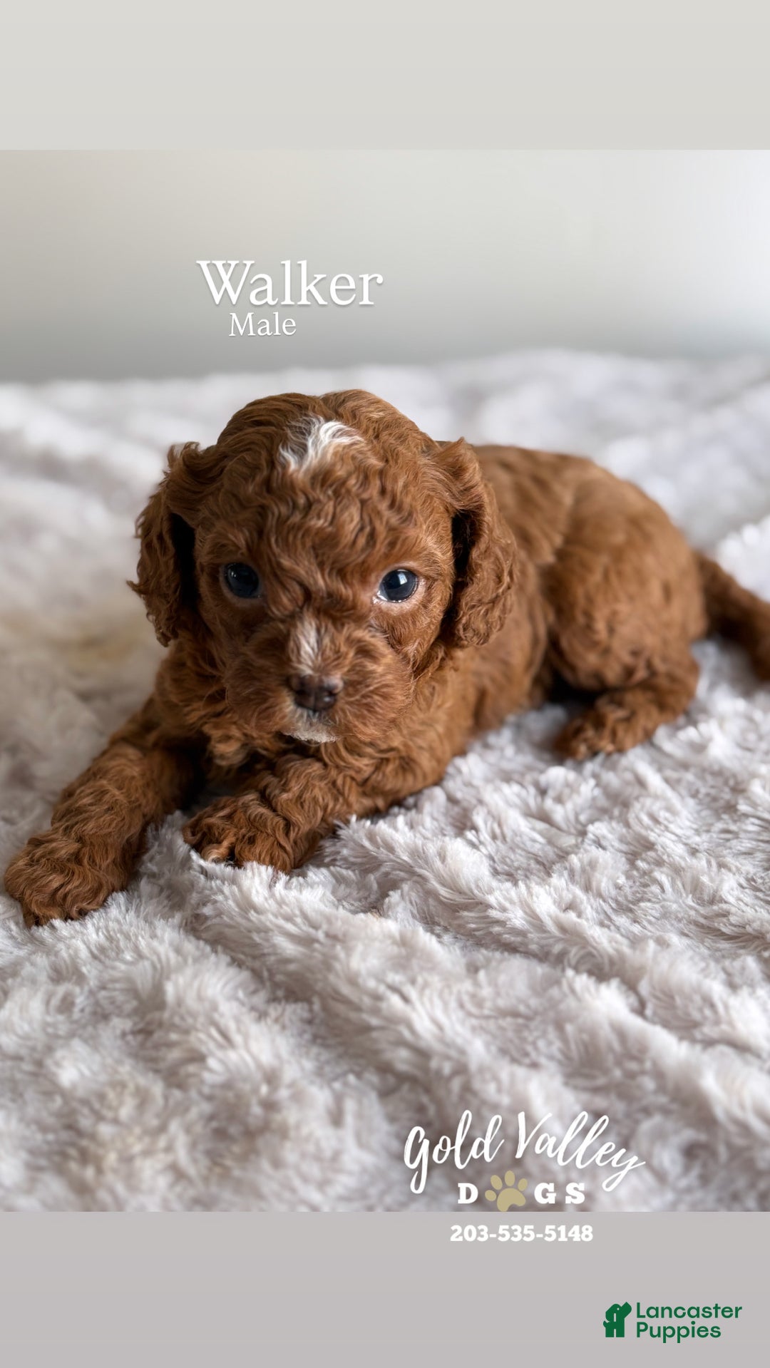 Cavapoo dogs for sale: WALKER  - Ad 2