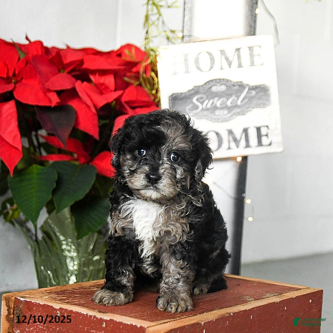 Cavapoo dogs for sale: Flora   - Ad 2