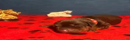 Doberman Pinscher dogs for sale: Obsidian Wildfire’s Tisiphone - Ad 2