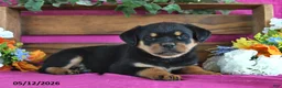 Rottweiler dogs for sale: Natasha - Ad 5