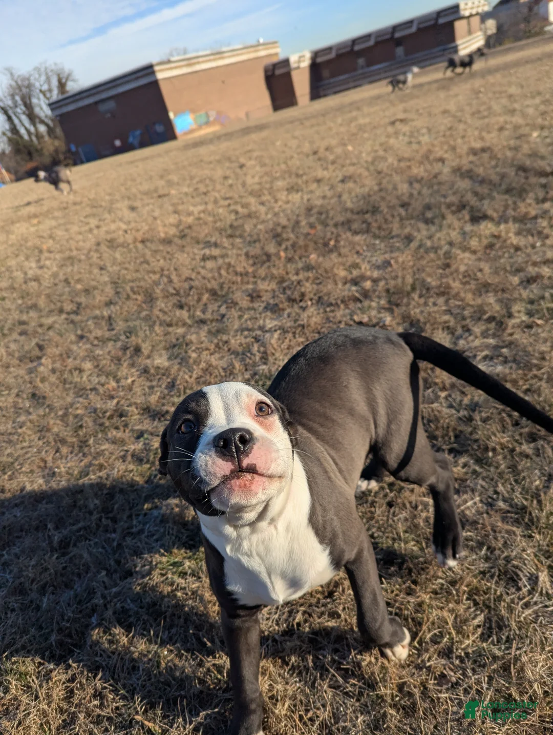 American Bully dogs for sale: Sage - Ad 5