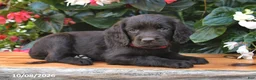Cocker Spaniel dogs for sale: Erika - Ad 1