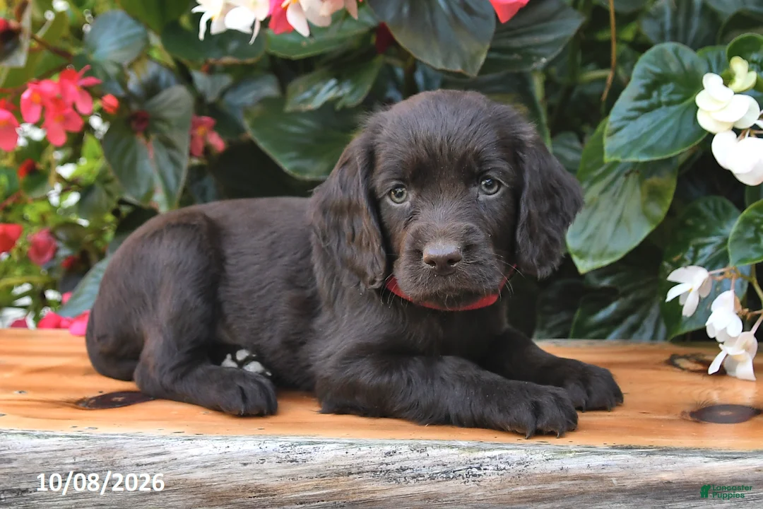 Cocker Spaniel dogs for sale: Erika - Ad 1