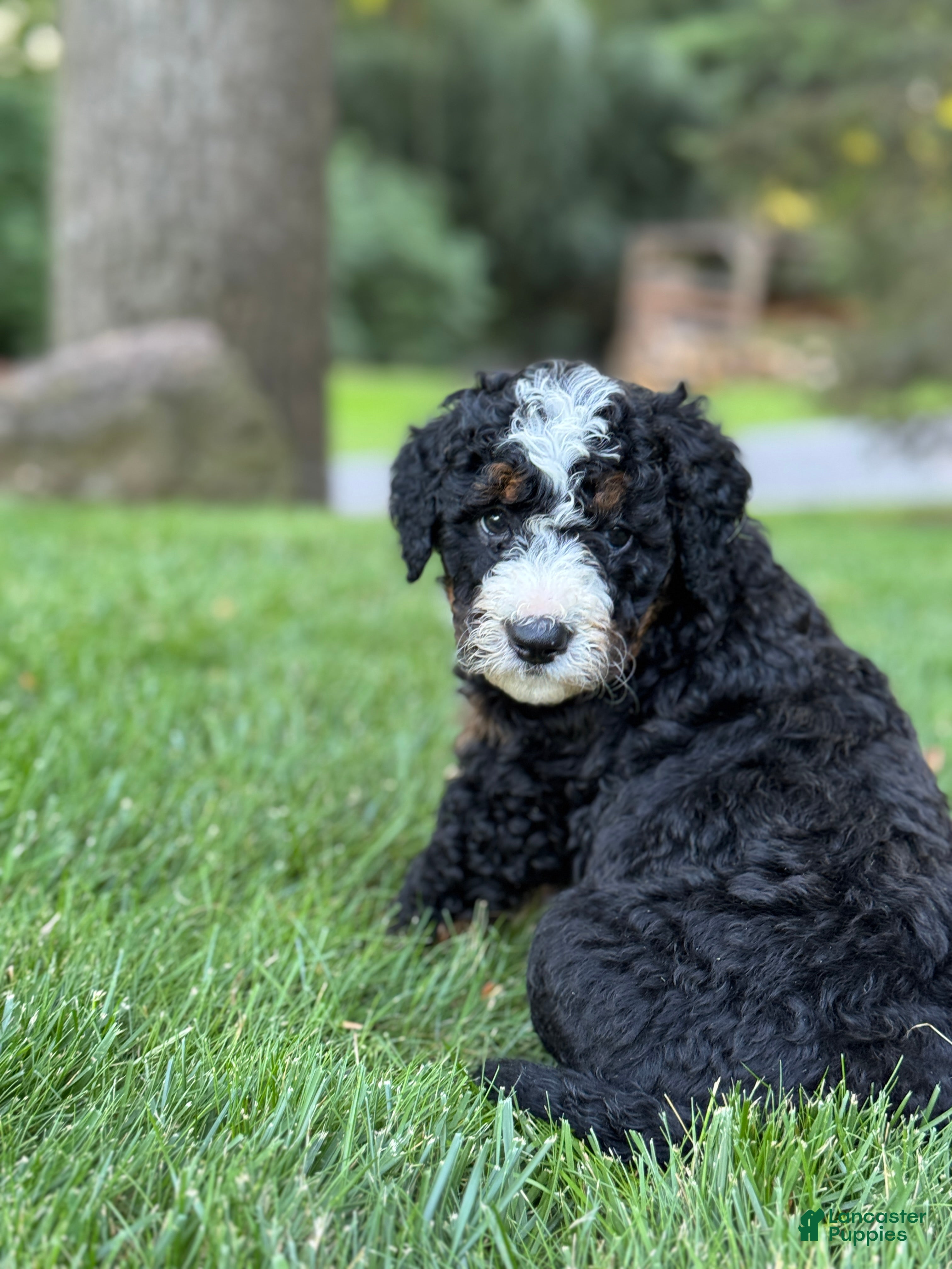 Mini Bernedoodle dogs for sale: Roxie - Ad 4