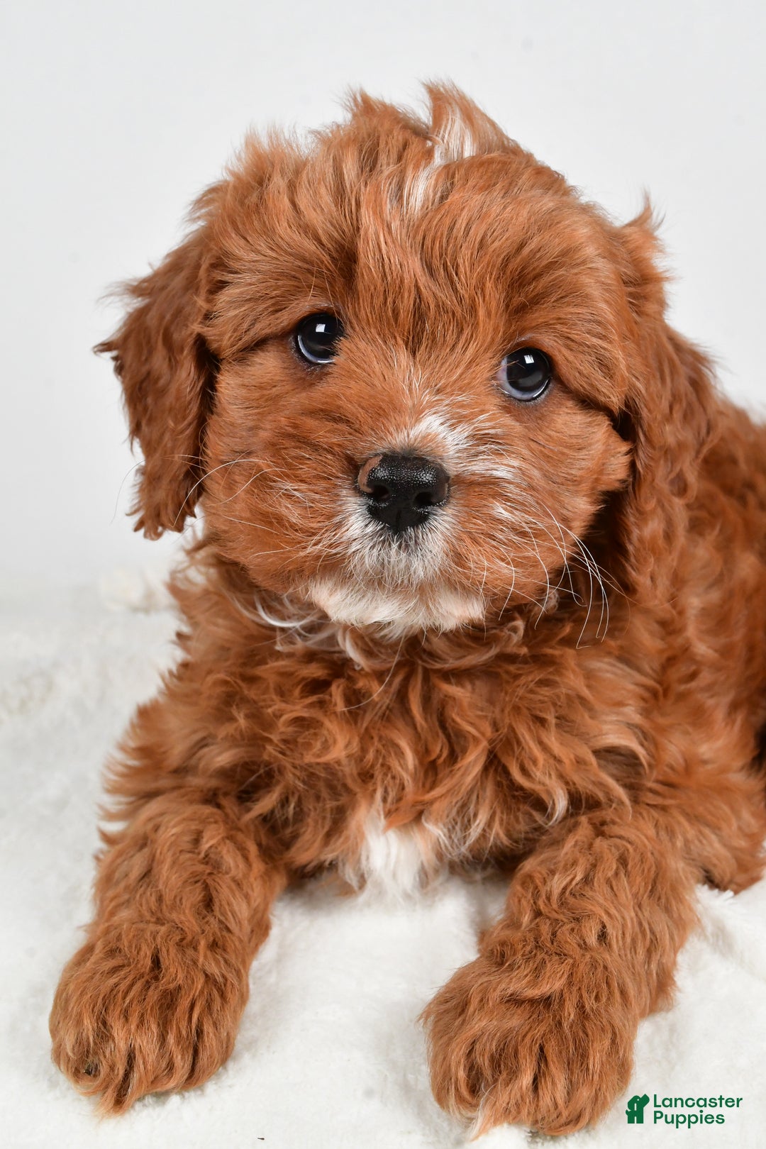 Cavapoo dogs for sale: Mable - Ad 5