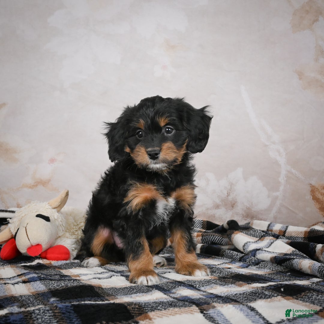 Bernedoodle dogs for sale: Gracie - Ad 10