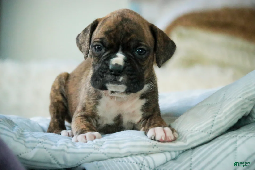 Boxer dogs for sale: Jones - Ad 1