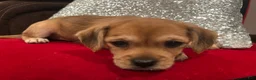 Mixed Breed dogs for sale: Mixed Breed 1 - Ad 6
