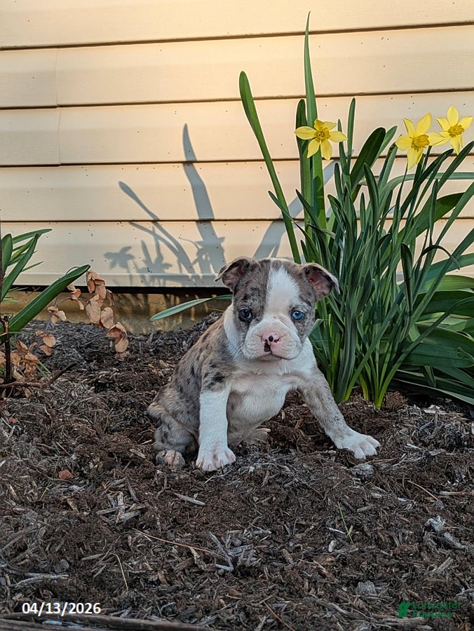 Boston Terrier dogs Candy - Ad 1