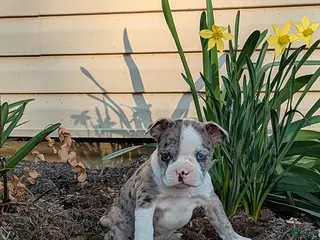 Boston Terrier dogs for sale: Candy - Ad 3