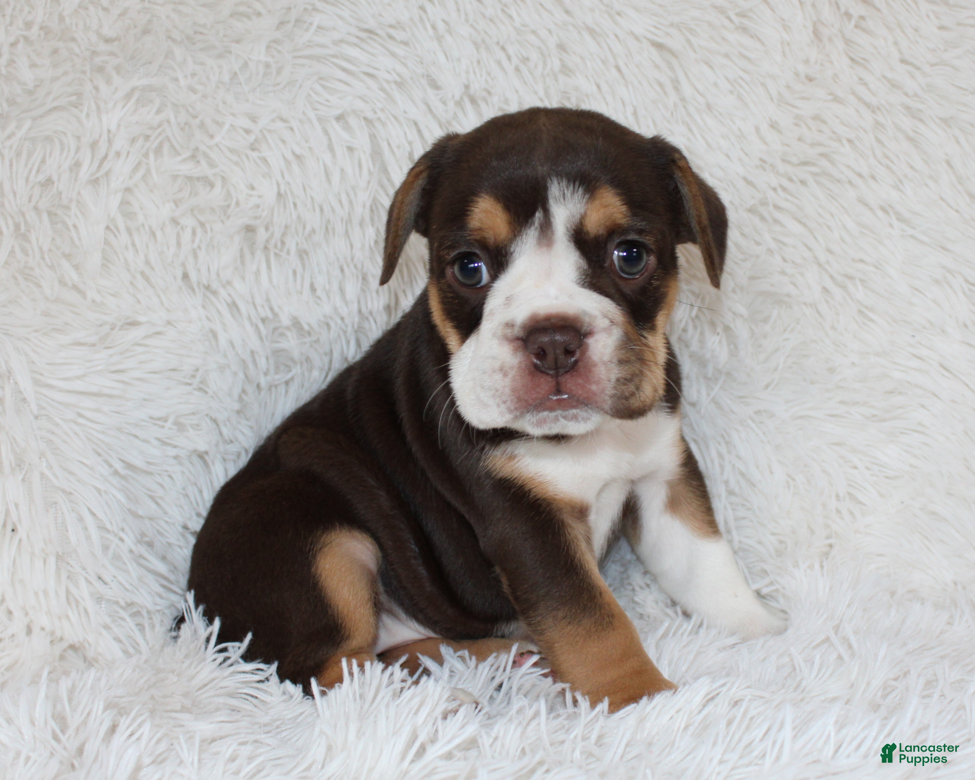 English Bulldog dogs Mika - Ad 1