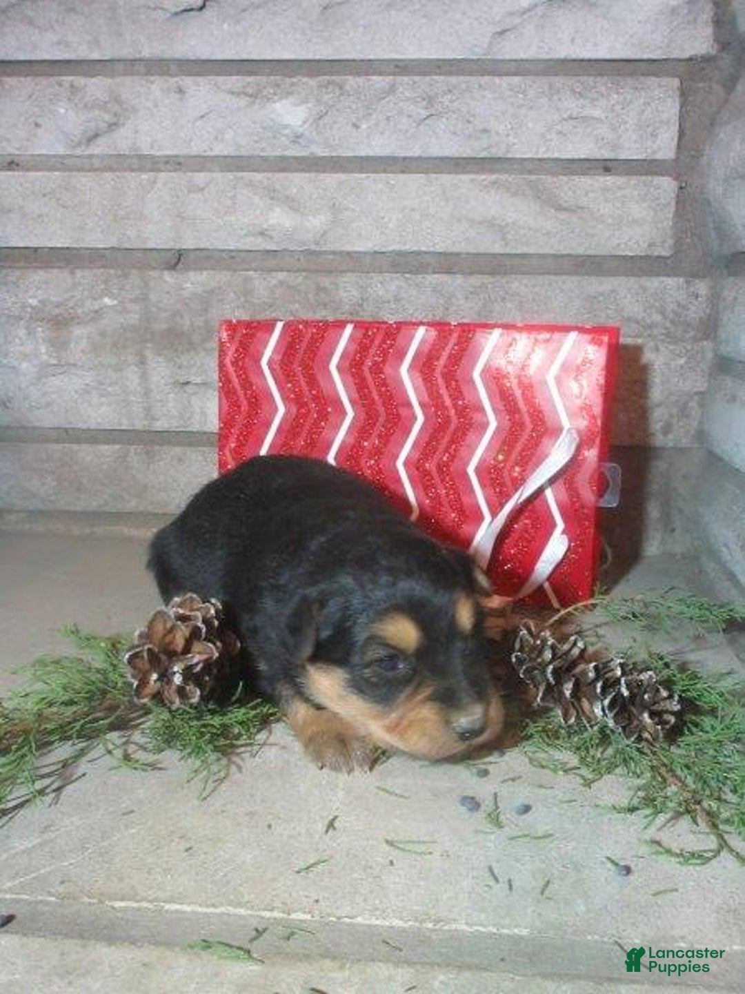 Mixed Breed dogs for sale: Aspen - Ad 3