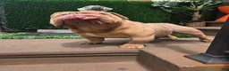 English Bulldog dogs for stud: OPEN FOR STUD - Ad 15