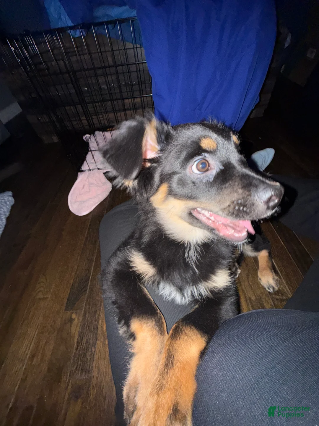 Mixed Breed dogs for sale: Mixed Breed Puppy 1 - Ad 1