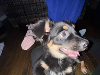 Mixed Breed dogs Mixed Breed Puppy 1 - Ad 34