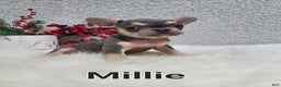 French Bulldog dogs for sale: Millie - Ad 7