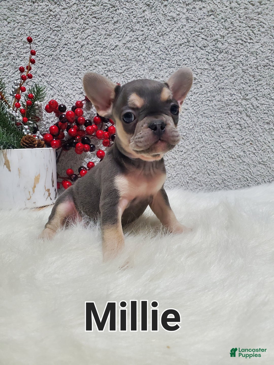 French Bulldog dogs for sale: Millie - Ad 7