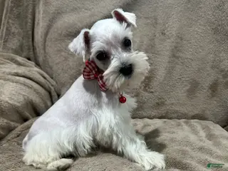 Miniature Schnauzer dogs Mimi AKC - Ad 26