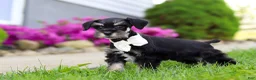 Miniature Schnauzer dogs for sale: Oliver - Ad 5