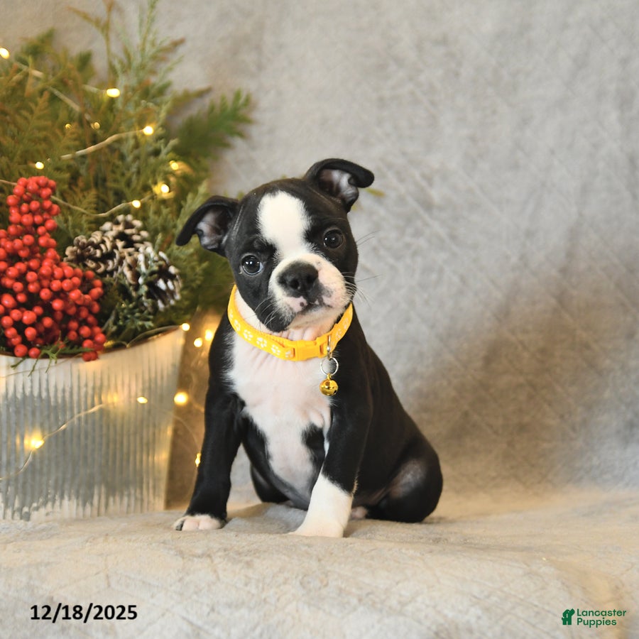Boston Terrier dogs Sugar - Ad 5