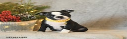 Boston Terrier dogs for sale: Sugar - Ad 1