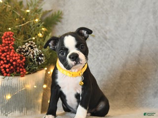 Boston Terrier dogs Sugar - Ad 5