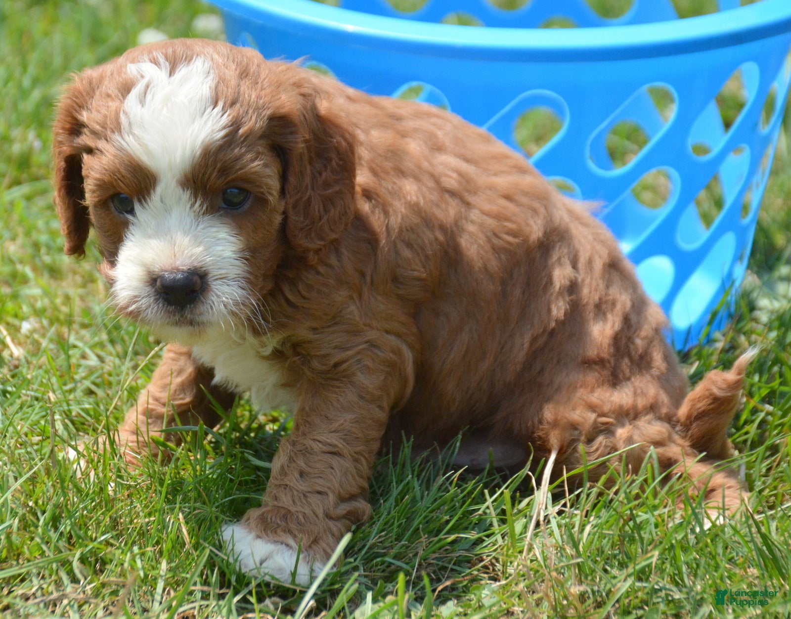 Cavapoo dogs Cain Cavapoo 2 - Ad 4