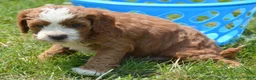 Cavapoo dogs for sale: Cain Cavapoo 2 - Ad 1