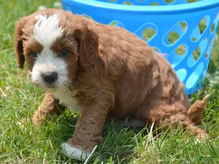 Cavapoo dogs Cain Cavapoo 2 - Ad 4