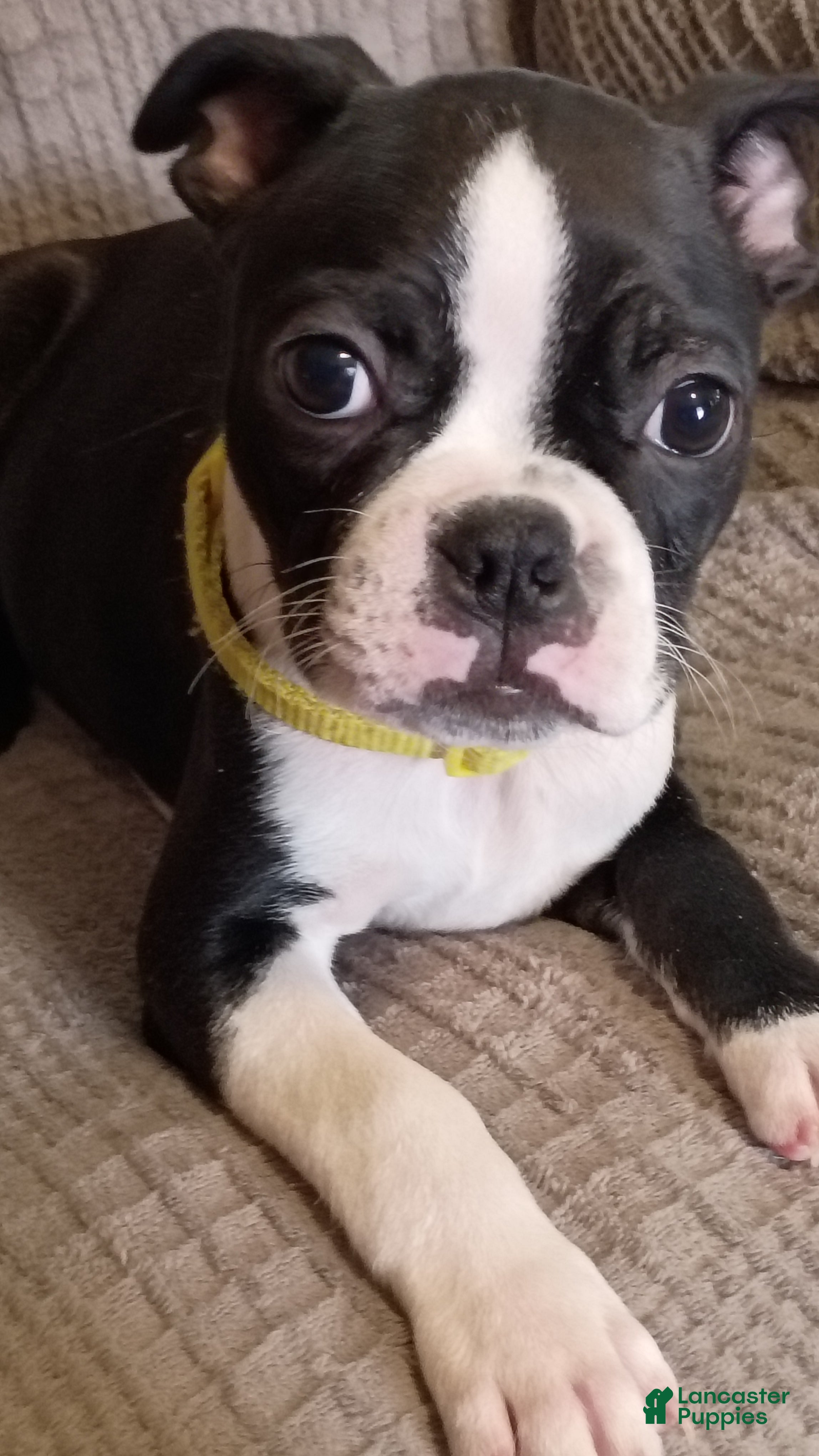 Boston Terrier dogs Boston Terrier Puppy 2 - Ad 2