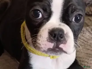 Boston Terrier dogs Boston Terrier Puppy 2 - Ad 2