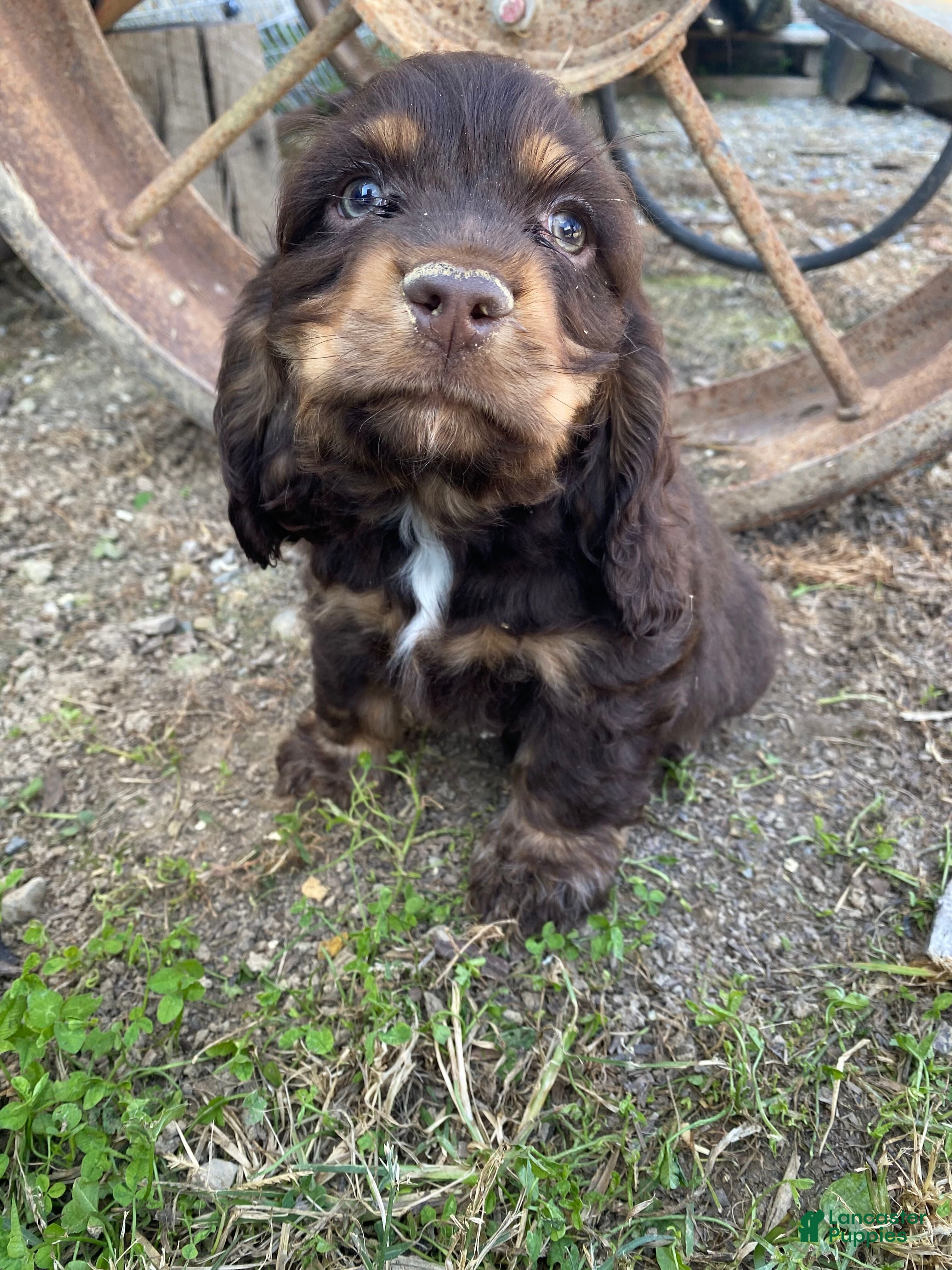 Cocker Spaniel dogs Brownie - Ad 1