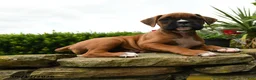 Boxer dogs for sale: Twinkle - Ad 4