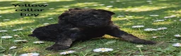 Standard Poodle dogs for sale: Yellow collar PHANTOM boy - Ad 2