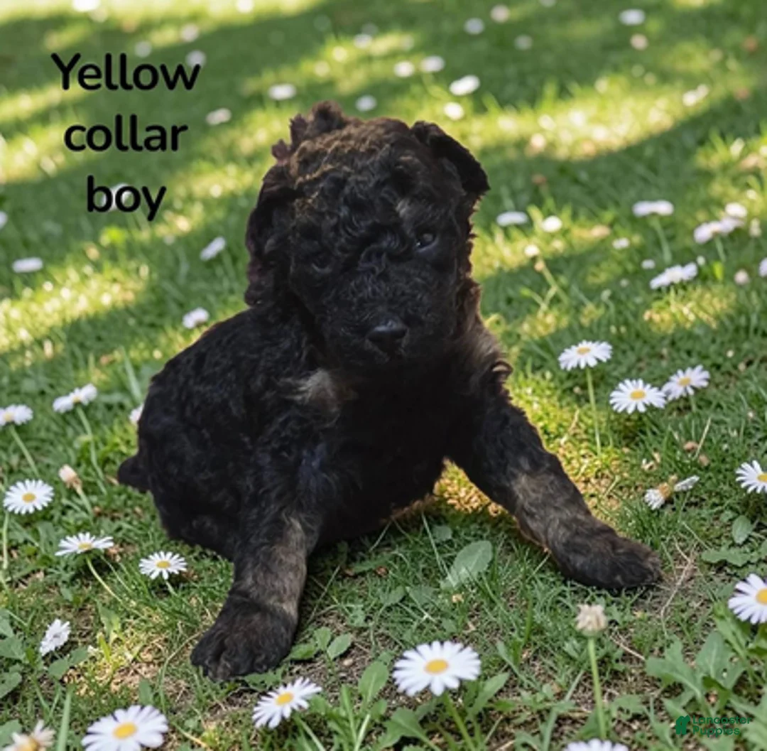 Standard Poodle dogs for sale: Yellow collar PHANTOM boy - Ad 2