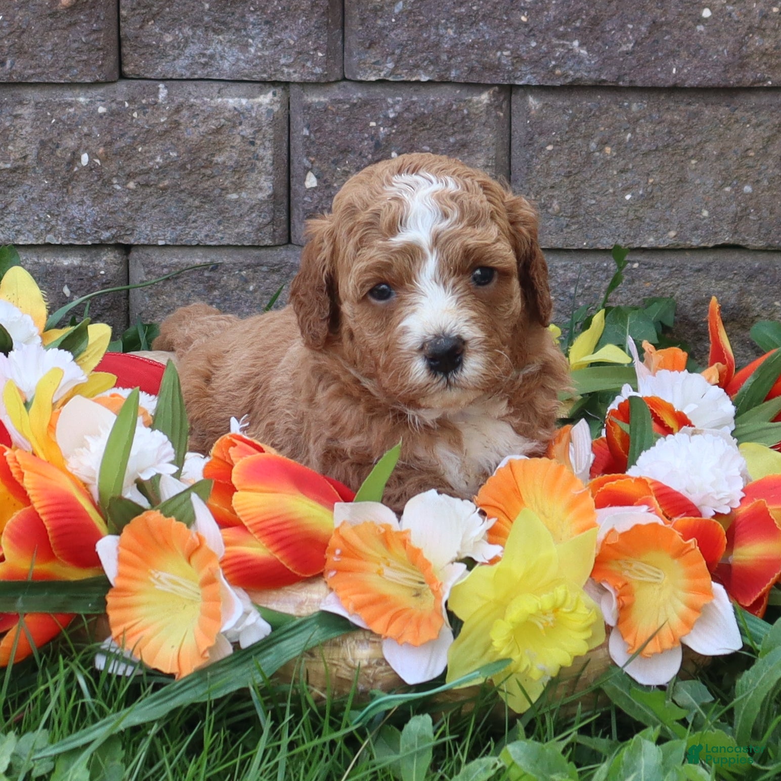 Mini Goldendoodle dogs Duke - Ad 2